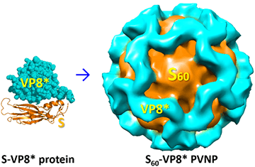 The self-assembly of the S60-VP8* nanoparticles.